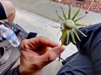 a person holding a flower in their hand